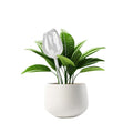Sakerplus® Self Watering Globes For Plants
