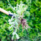 Sakerplus Weeder Tool